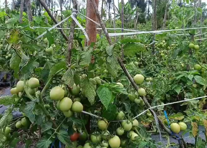 Alhamdulillah, Harga Tomat Merangkak Naik, Rp2.500 per Kg di Kalangan Petani 