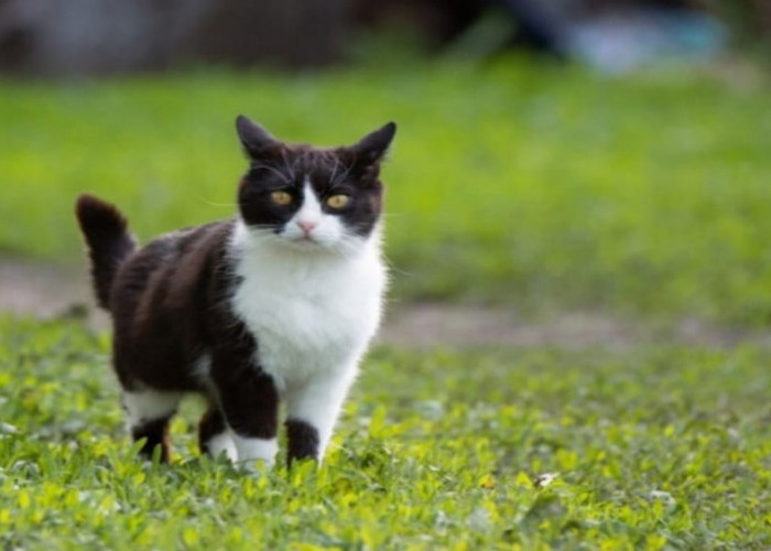 10 Tanda Kucing Sebagai Pembawa Rezeki Berdasarkan Coraknya Menurut Primbon Jawa