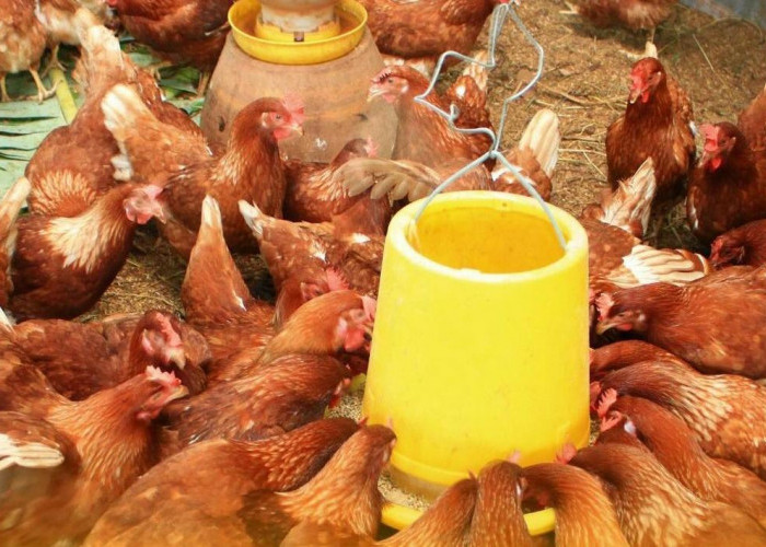 Simak 10 Tips dan Cara Pemberian Pakan Pada Ayam Petelur, Mengandung Nutrisi Penting