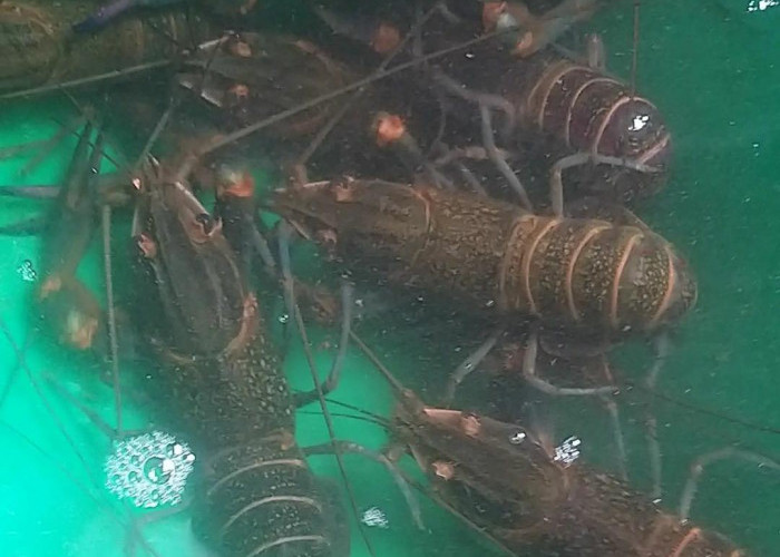 11 Langkah Mudah Budidaya Lobster Air Tawar di Kolam Terpal untuk Pemula