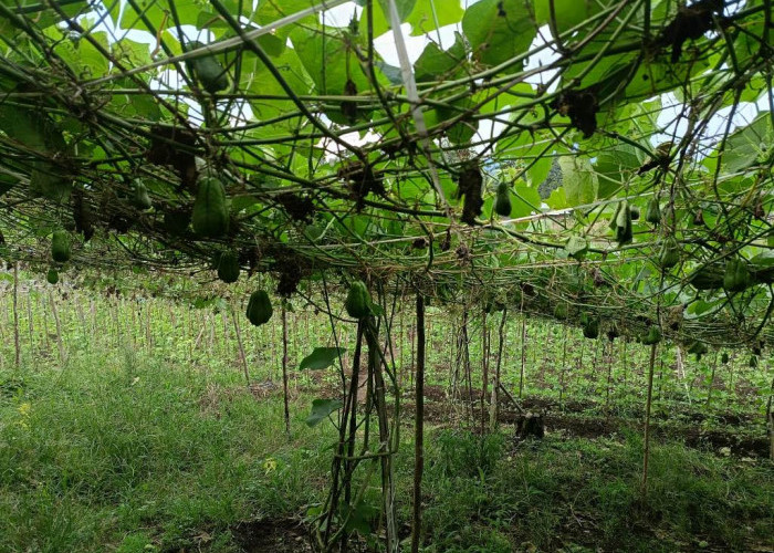 Cara Efektif Mengatasi Busuk Buah pada Labu Siam