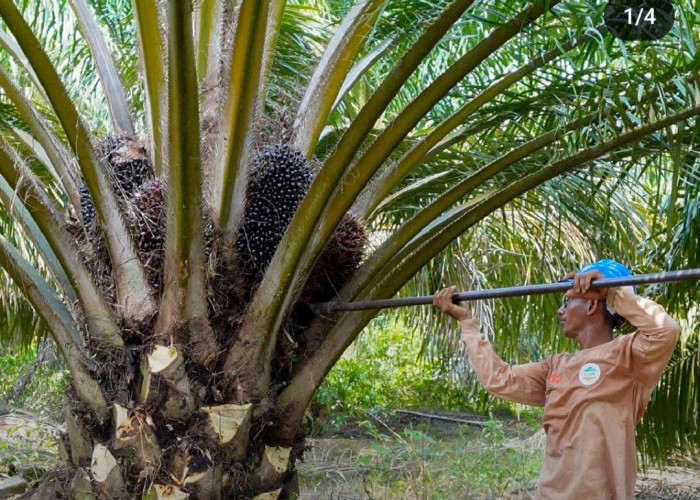 Harga TBS Kelapa Sawit di Bengkulu Utara Tembus Rp 3.100/Kg Jelang Akhir Tahun 2024