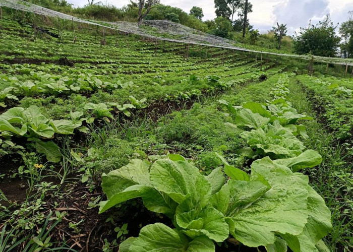 Harga Sayuran di Rejang Lebong Mulai Merangkak Naik, Petani Bergairah Kembali