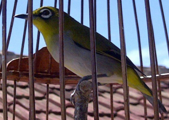 7 Keunikan Burung Pleci Enggano, Fauna Endemik dari Pulau Enggano