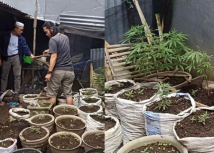Nekat! Pria di Rejang Lebong Tanam 149 Batang Ganja di Pekarangan Rumah