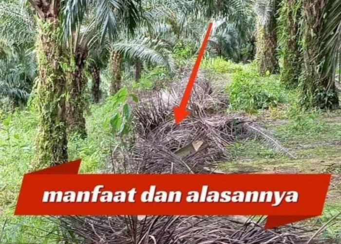 Jangan Dibuang! Manfaatkan Pelepah Kelapa Sawit Kering, Salah Satunya Dapat Menjadi Pupuk