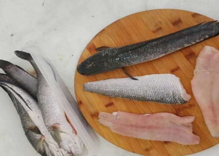 7 Manfaat Ikan Gabus bagi Kesehatan yang Jarang Kita Diketahui
