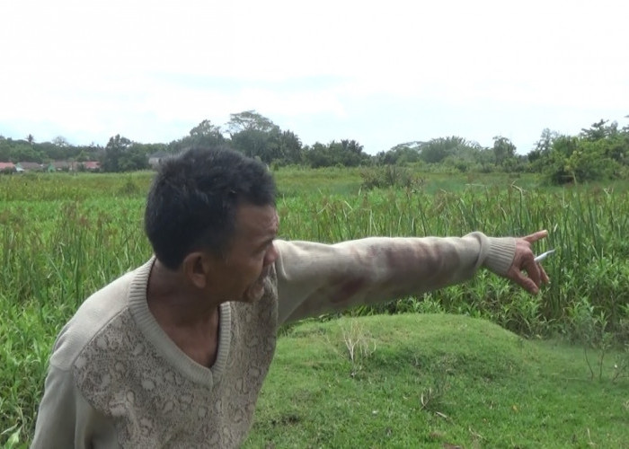 Pencuri Sapi Kembali Beraksi di Bengkulu, Berhasil Kabur Setelah Ketahuan dan Nyaris Tabrak Warga