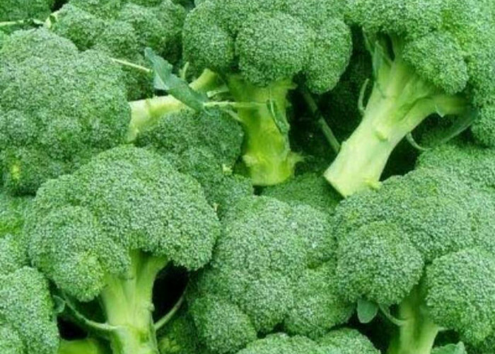 9 Manfaat Mengonsumsi Sayur Brokoli, Salah Satunya Dapat Mencegah Pertumbuhan Sel Kanker