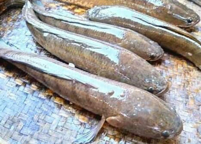 7 Manfaat Ikan Gabus untuk Kesehatan, Diantaranya Mempercepat Proses Penyembuhan Luka
