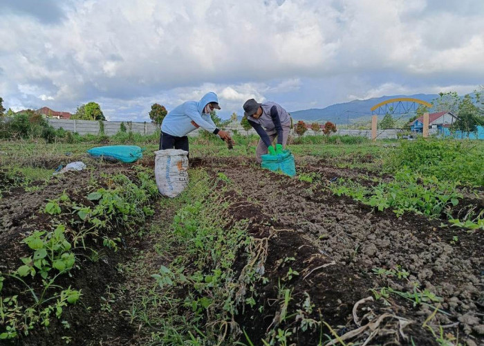 Kelompok Tani Jadi Solusi Hemat Biaya Olah Lahan Saat Harga Sayuran Anjlok