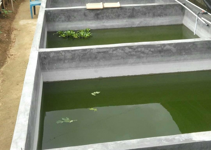 4 Keunggulan Budidaya Ikan Lele dalam Kolam Beton, Lebih Gampang Mengontrol Penyebaran Penyakit