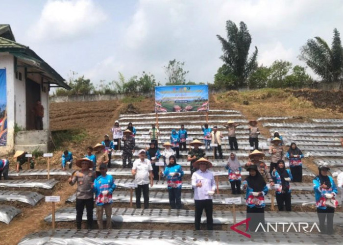 Polda Bengkulu Tanam Bawang Putih di 3 Kabupaten, Target 250 Hektare