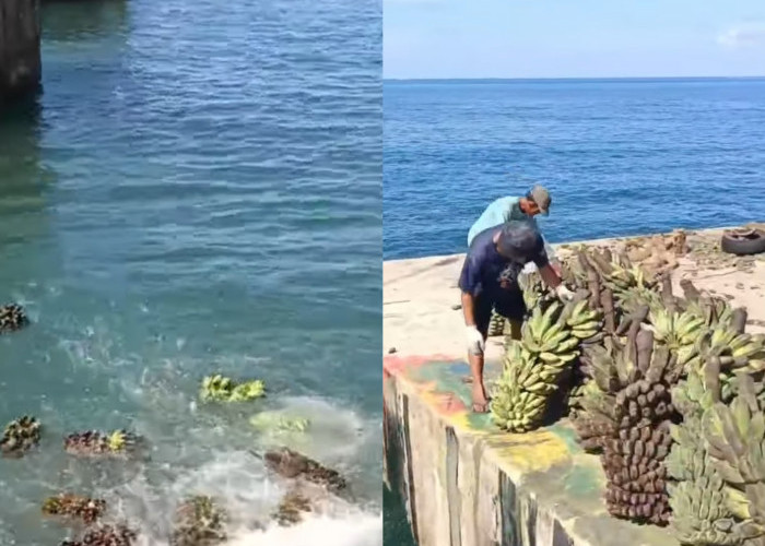 Viral! Petani Buang Pisang ke Laut, Pulau Enggano Kembali Lumpuh Petani Merugi