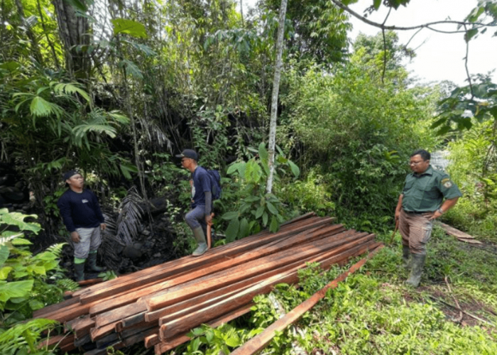 TNKS Bengkulu-Sumsel Ungkap Temuan Ratusan Potong Kayu, Diduga dari Pembalakan Liar