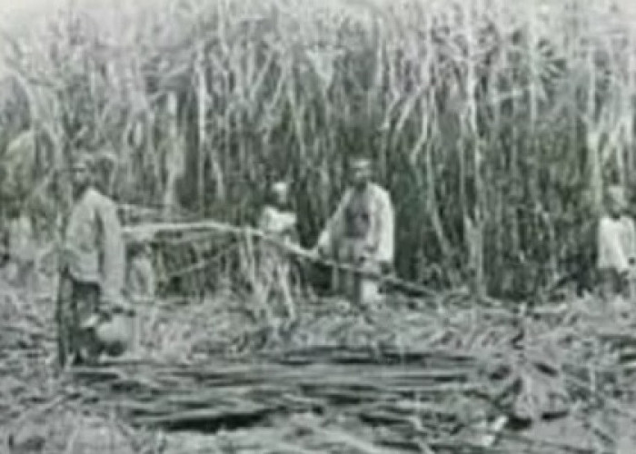 Bengkulu Ekspor Gula dari Perkebunan Tebu Bentiring, Era Inggris