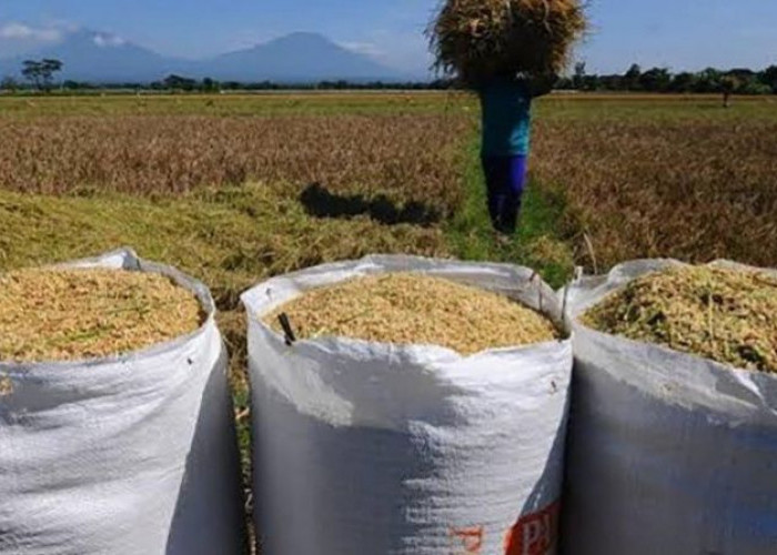 Harga Gabah Kering di Mukomuko Kembali Menguat, Tertinggi Capai Rp7.100 per Kilogram