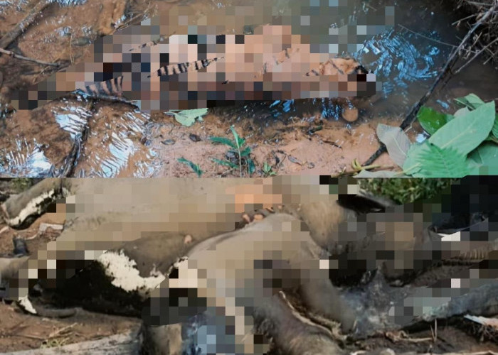 Gajah dan Harimau Mati Berdekatan, Aktivis Soroti Bukti Kerusakan Habitat di Mukomuko