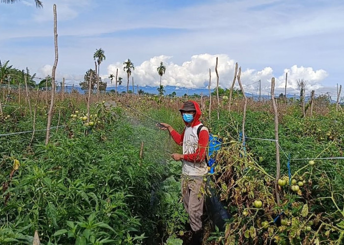 12 Unsur Hara Penting untuk Tanaman Hortiultura yang Wajib Diketahui Petani