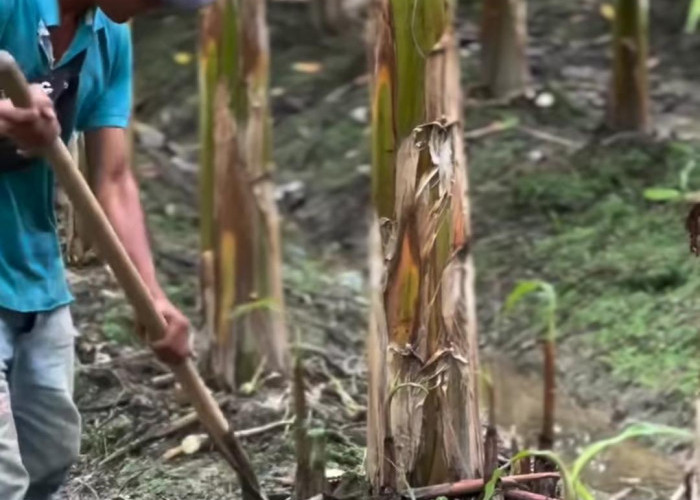 6 Manfaat Pemangkasan Anakan pada Pisang Kepok untuk Meningkatkan Kualitas dan Kuantitas Buah