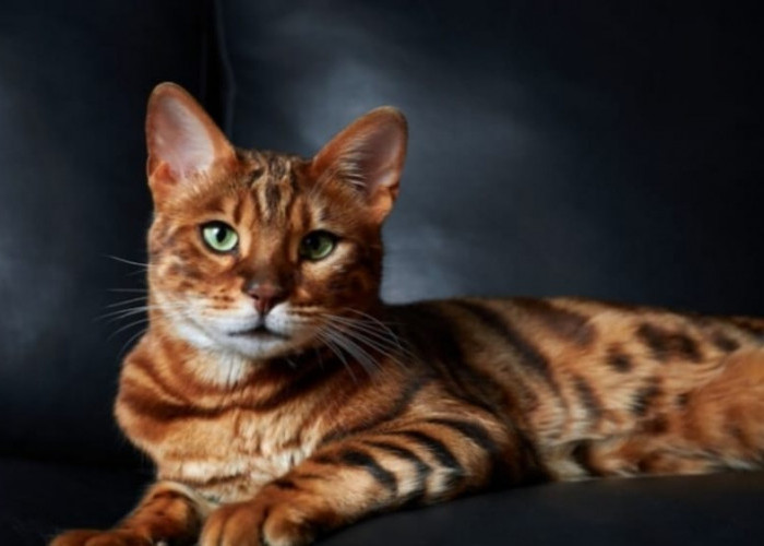 7 Cara Merawat Kucing Ras Bengal yang Dijuluki Si Kucing Mahal