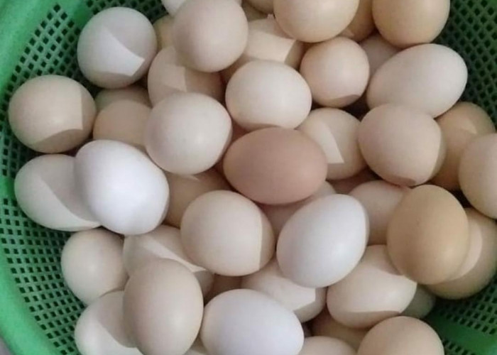 Lebih Sehat dan Kaya Nutrisi dari Telur Ayam Biasa, Ini 8 Manfaat Telur Ayam Kampung untuk Kesehatan Tubuh