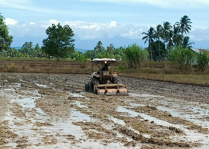 Musim Tanam Padi 2025 Dimulai di Desa Lubuk Gedang, Petani Mulai Bajak Sawah