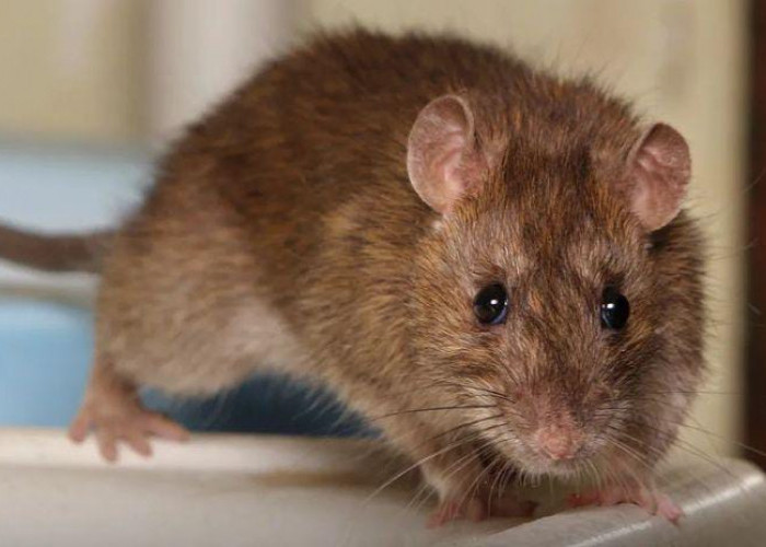 8 Cara Efektif Mengatasi Tikus yang Sering Muncul di Dalam Rumah