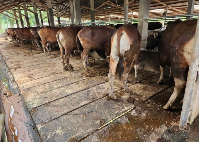 Jelang Idul Adha, DKPP Bengkulu Pastikan Hewan Kurban Aman, Sehat, dan Layak Disembelih
