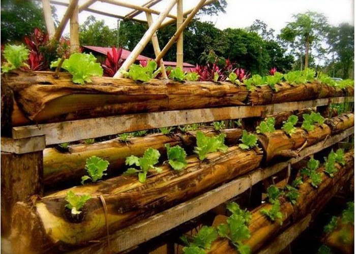 Solusi Berkebun di Lahan Sempit, Tanam Sayur dengan Bambu, Botol Bekas dan Gedebog Pisang