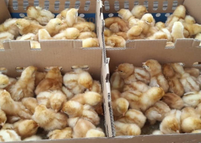 8 Cara Memilih Bibit Ayam Petelur yang Unggul