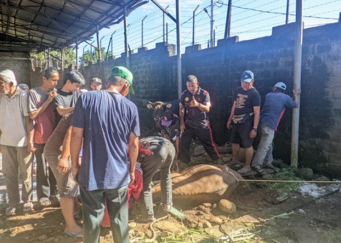 Semangat Kebersamaan Iduladha 1447 Hijriah, HKB Batang Kapas Pesisir Selatan Sembelih 3 Ekor Sapi Kurban