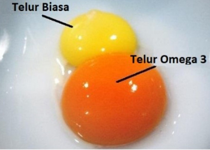 Pilihlah Telur Omega 3, Kaya ALA dan DHA, Mengandung Asam Lemak Jenuh Terendah