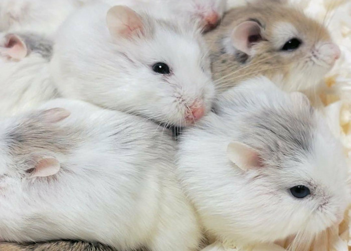 Tak Sekedar Menggemaskan, Ini 5 Fakta Menarik dari Hamster Sebagai Hewan Peliharaan