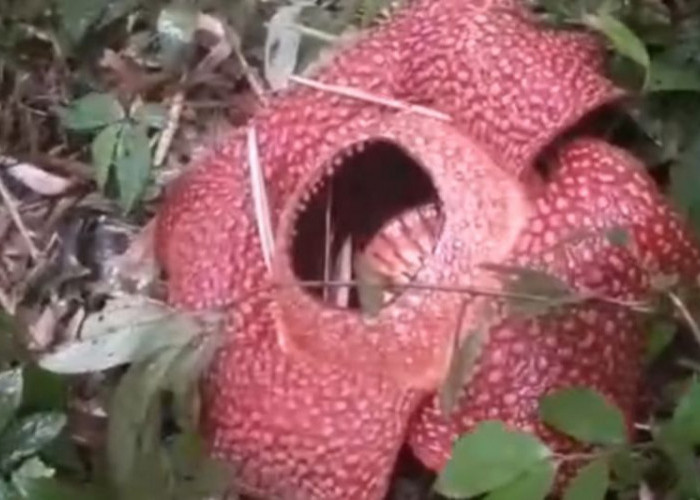 Rafflesia Arnoldii Mekar Sempurna di Rejang Lebong, Bengkulu Kembali Jadi Destinasi Wisata Alam Langka