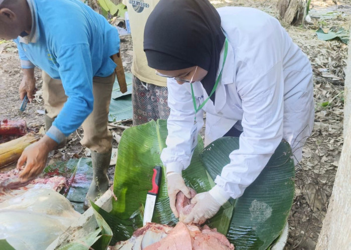 Daging Kurban Iduladha di Mukomuko Aman Dikonsumsi, Ini Penjelasan Dinas Pertanian