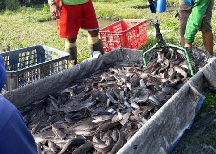 Memanen Ikan Lele, Ini Waktu yang Tepat dan Cara Panennya dengan Benar