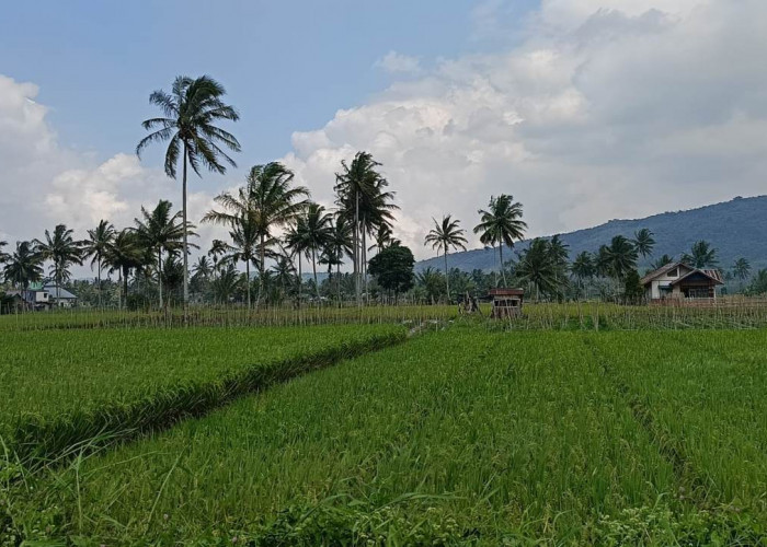 11 Gapoktan di Rejang Lebong Terima Bantuan Program RJIT dari Kementerian Pertanian