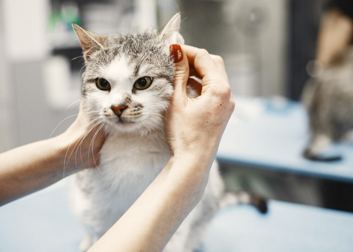 Dampak Mencukur Kumis Kucing, Apakah Berbahaya? Simak Penjelasannya 
