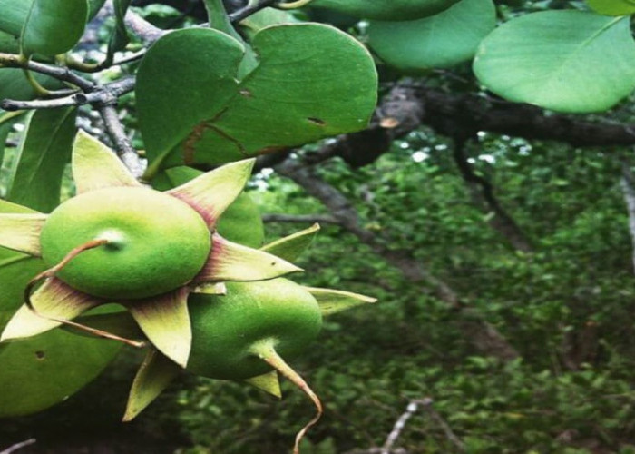 Manfaat Buah Mangrove Merah atau Bakau Minyak dan Berbagai Makanan Olahannya