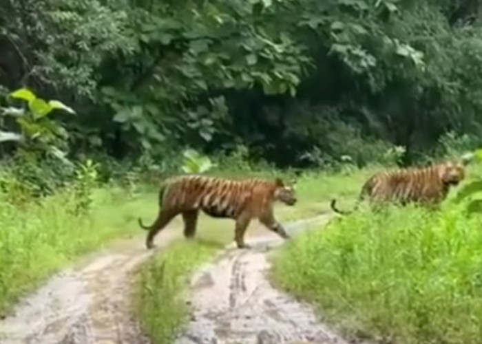 4 Habitat Alami Harimau Sumatera di Provinsi Bengkulu