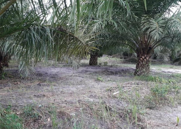 8 Cara Melakukan Perawatan Kebun Kelapa Sawit di Musim Kemarau, Lakukan dengan Benar Agar Tetap Menghasilkan 