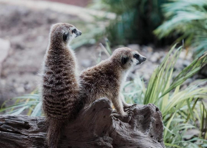 10 Fakta Menarik tentang Meerkat, Hewan Sosial yang Memikat