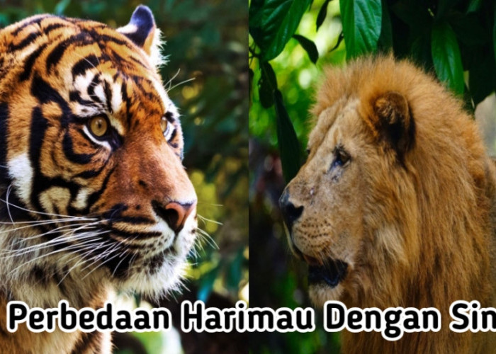 10 Perbedaan Utama Antara Harimau dan Singa