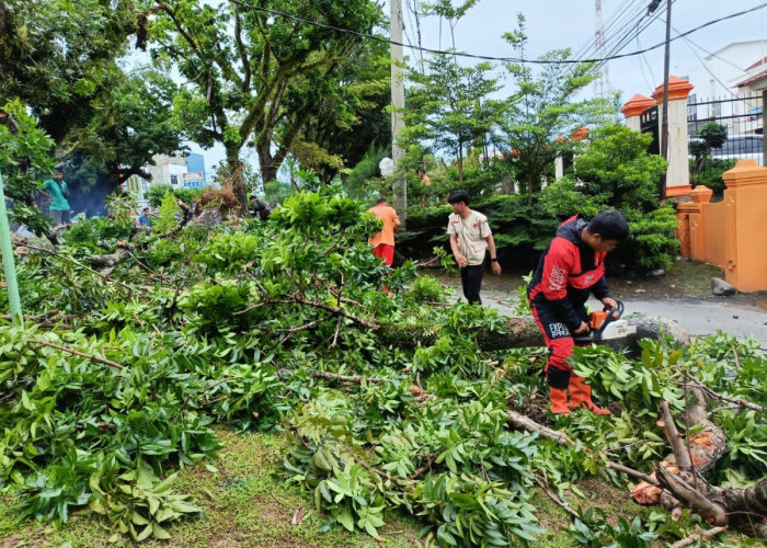 Hujan Angin Terjang Bengkulu, 3 Pohon Tumbang dan Atap Rumah Warga Terbang