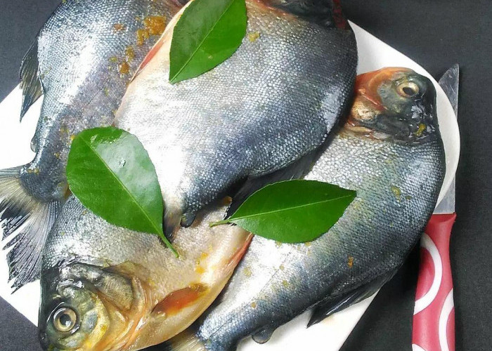 Kaya Kandungan Gizi, Ini 5 Manfaat Ikan Bawal Bagi Kesehatan