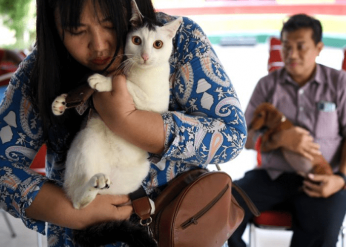 Usia Harapan Hidup Kucing dan Anjing di Indonesia di Bawah 6 Tahun, Menurut Studi Royal Canin