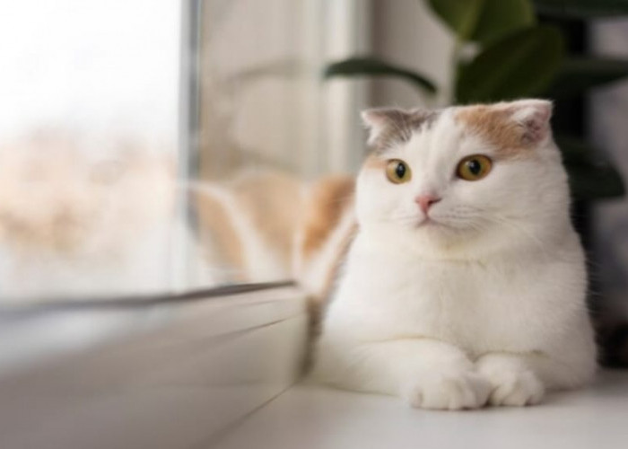 5 Tips Mudah dalam Merawat Kucing Kesayangan, Bisa Dilakukan di Rumah