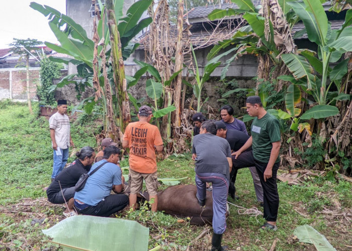 Iduladha 1447 Hijriah, Keluarga Besar RBMG Tebar Kepedulian Melalui Pemotongan Hewan Kurban