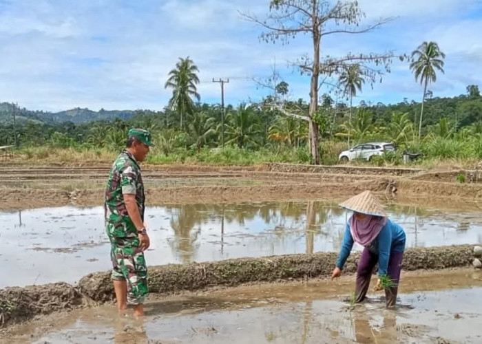 Babinsa Koramil 408-05/Manna Dampingi Petani untuk Meningkatkan Ketahanan Pangan di Bengkulu Selatan